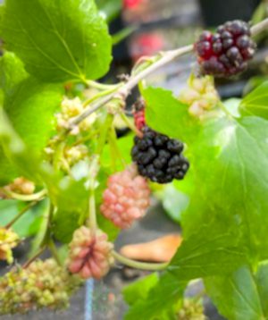 Dwarf Mulberry Berries