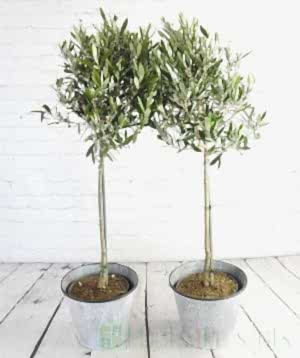 Pair of large olive trees