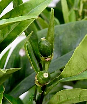Embryonic orange fruits