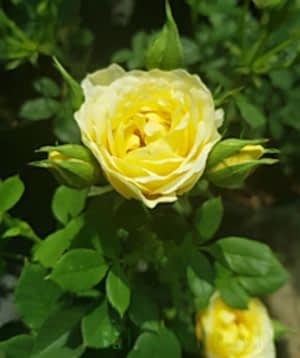 Our Dream Patio Rose