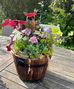 Barrel planter spring 2025