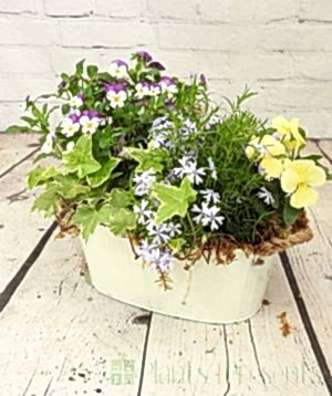Large Cream Planter April 2025