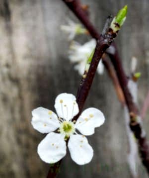 Spring flowers on plum tree