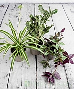Rescue House Plants