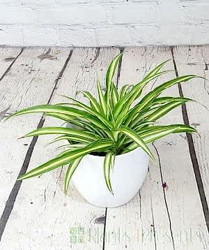 Spider Plant 2025