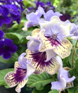 Cape Primrose May 2025