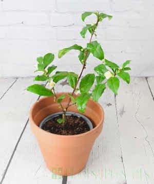 Tea Plant in terracotta pot