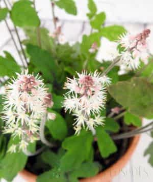 Tiarella Spring symphony flowers