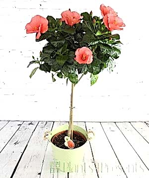 Standard hibiscus