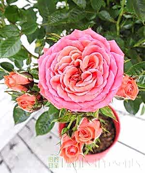 Birthday Wishes Rose
