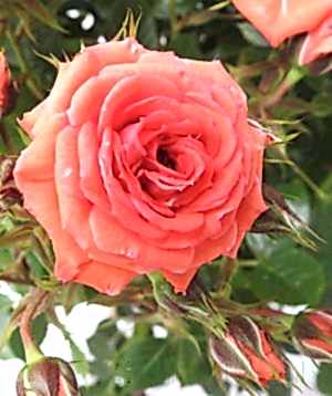 Birthday Wishes Rose