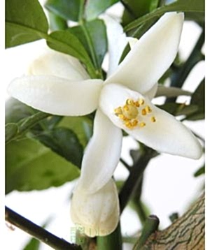 Yuzu Spring flowers