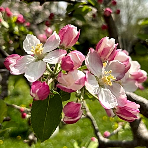 Apple blossom