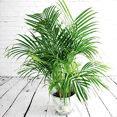 Best plants for business clients