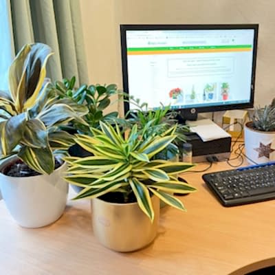 best desktop plants for your office