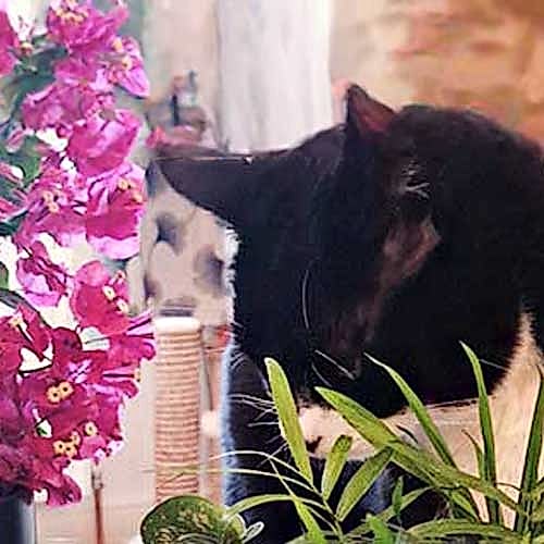 Pet friendly plants