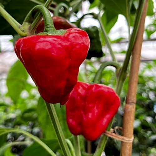 Ripe Scotch Bonnet Chillies