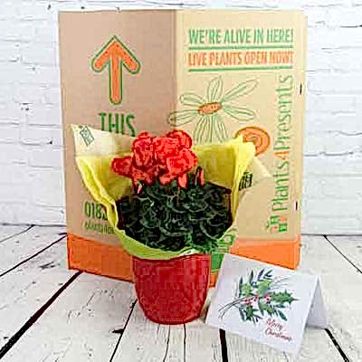 Corporate Christmas Gifts