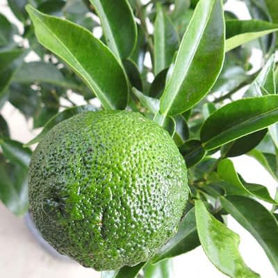 Ripening Yuzu