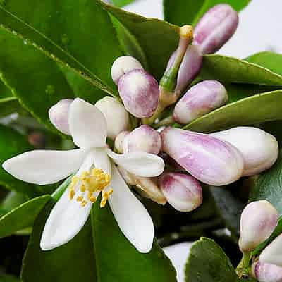 Spring Citrus Blossom