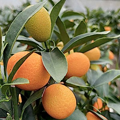 Winter Citrus CAre