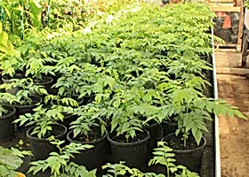Our Sussex Grown Curry leaf plants
