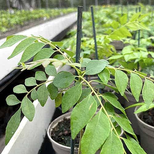 Curry leaf plants are back