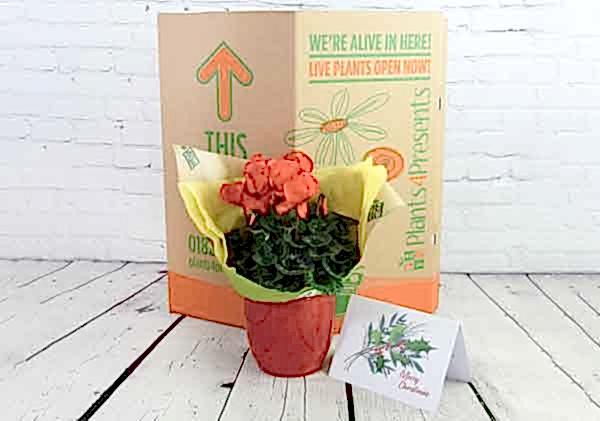 Gift wrapped cyclamen plant