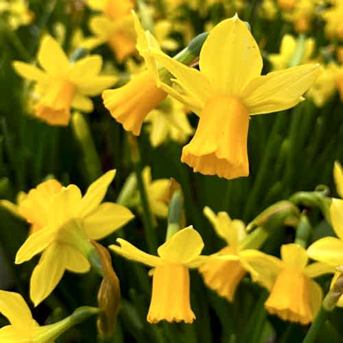 Low pollen daffodils