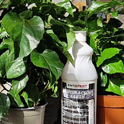 Diatomaceous Earth treatment