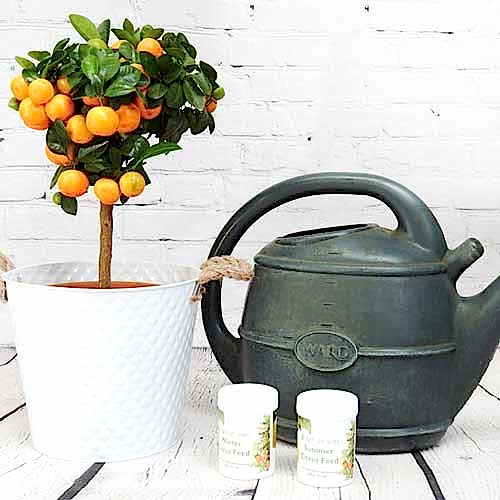 General Citrus Care