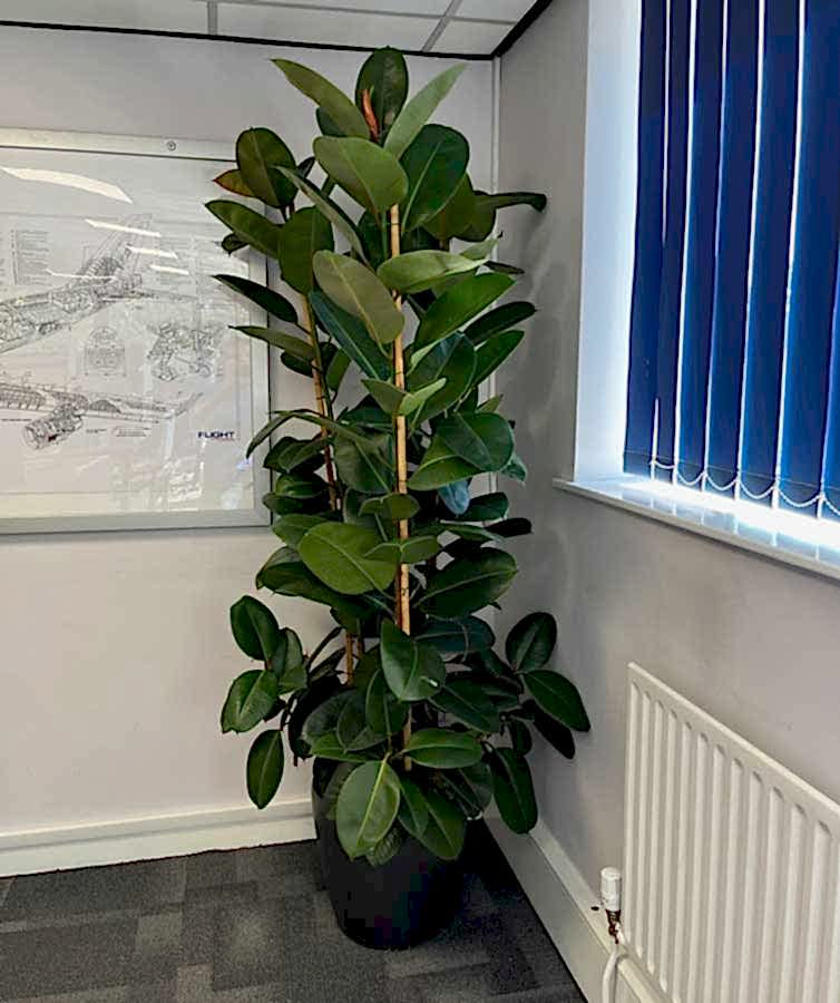 large ficus elastica