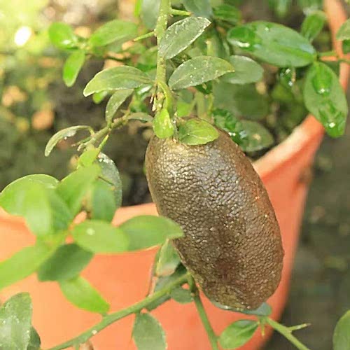 Australian finger lime