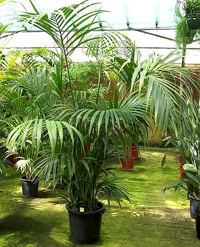 Giant Palm