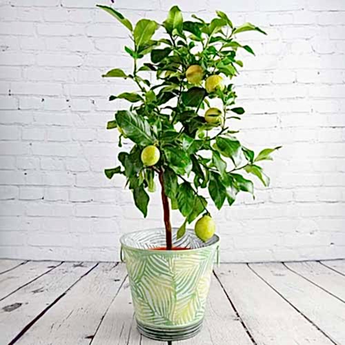 Large Lemon Trees