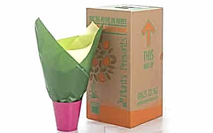Plants4Presents Packaging