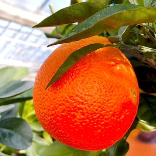 Large Orange Fruit