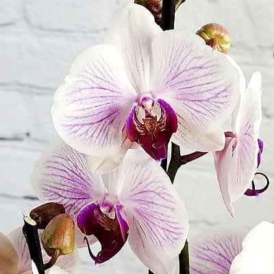 Moth Orchid