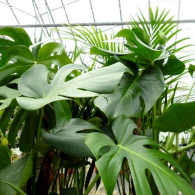 Plants for staff well being