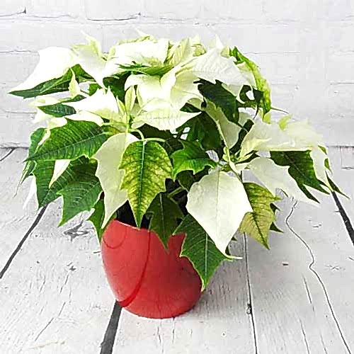 white poinsettia
