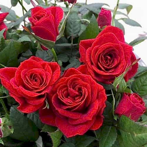 Living red rose bushes