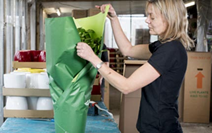 gift wrapped plants
