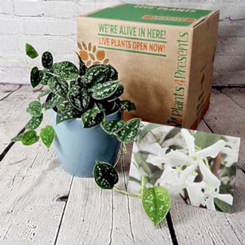 indoor plants for father's day