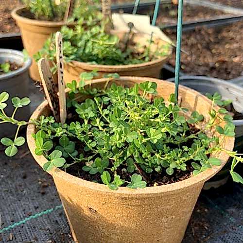 shamrock plants