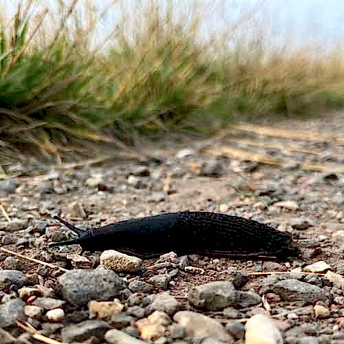 pesky slugs