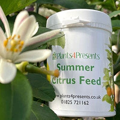 Summer Citrus care