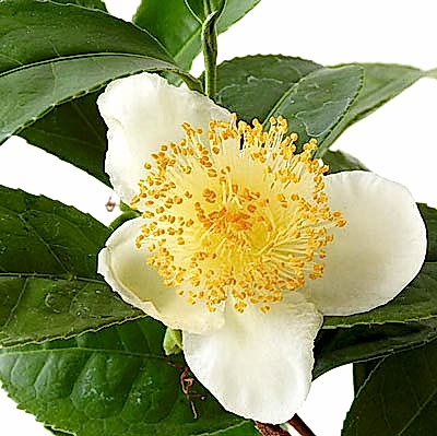 Tea plant flowers
