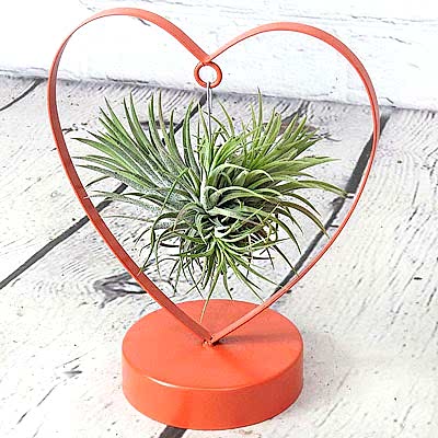Valentine's Tillandsia