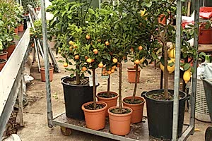 Plants ready for delivery